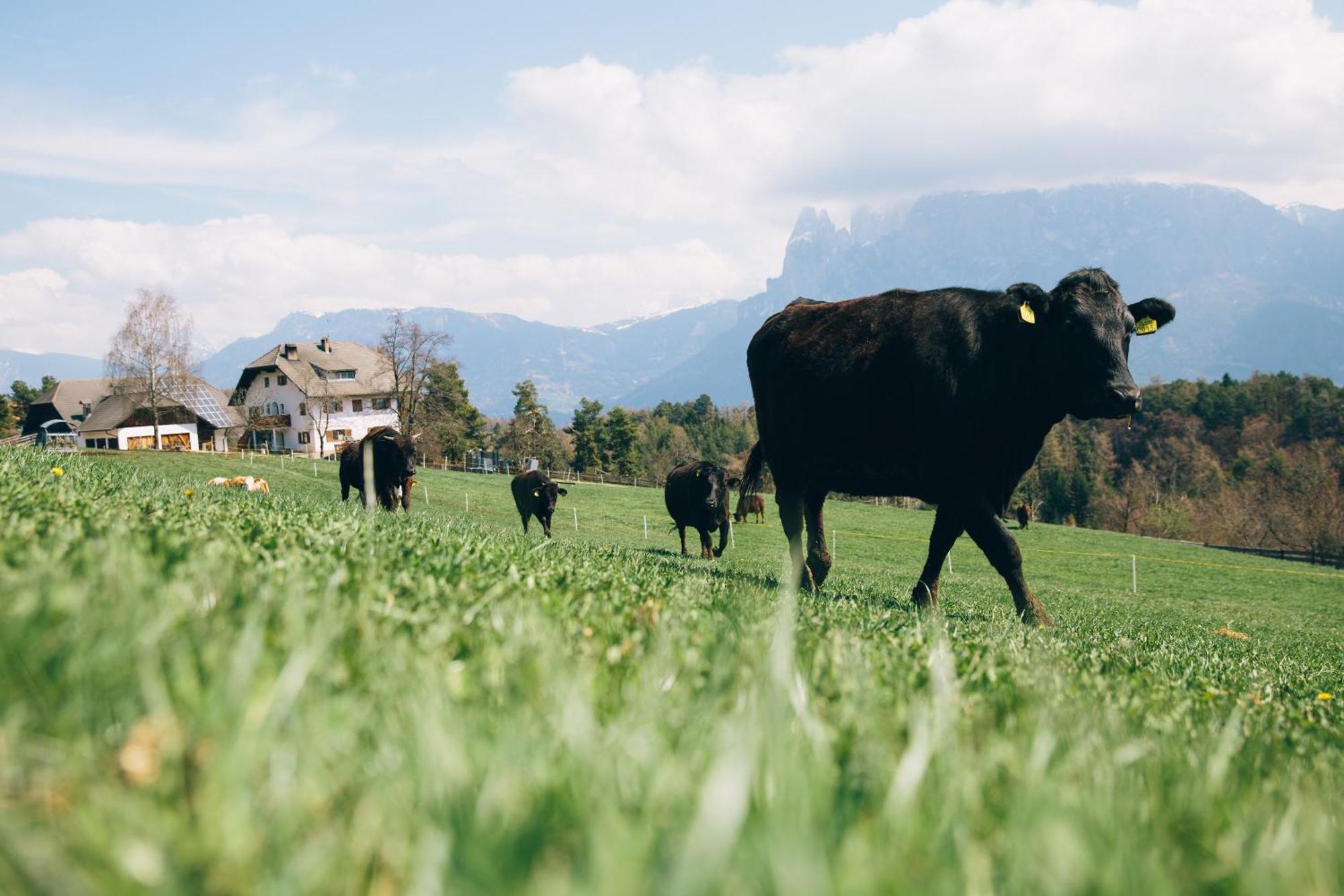 Alpin Farm Linde - Oberweidacherhof Klobenstein Exterior foto